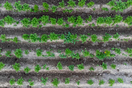 cultivation of an environmentally friendly productの写真素材