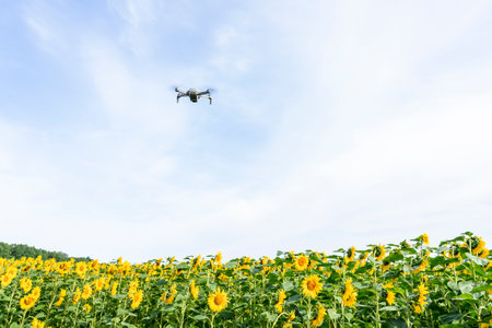 treatment of agricultural fields with unmannedの写真素材
