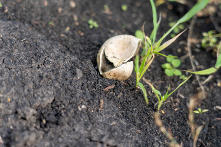 field mushrooms. a group of large mushrooms in a