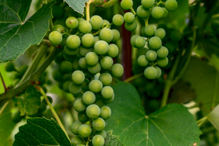 Close up on hands woman farmer harvesting ripe
