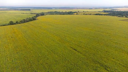 a field of sunflowers from a height, smooth rowsの写真素材