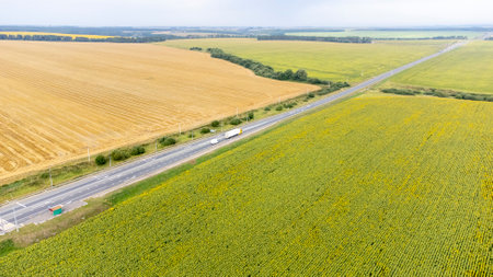 a field of sunflowers from a height, smooth rowsの写真素材