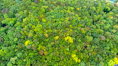green forest view from aboveの写真素材
