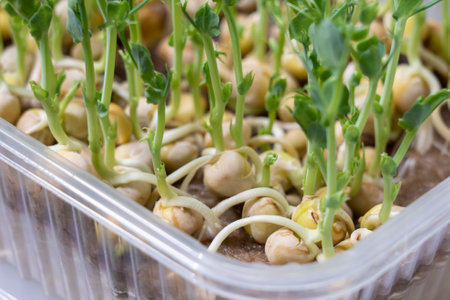 Close-up of microgreensの写真素材