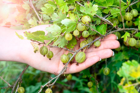 berries in the palm of your handの写真素材