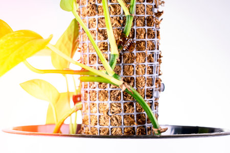pole for plants, a houseplant on a moss pillar