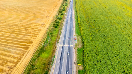field road view from the top, sunflower field on a