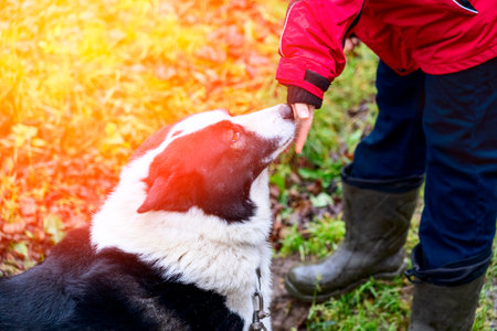 the owner strokes the dogの写真素材