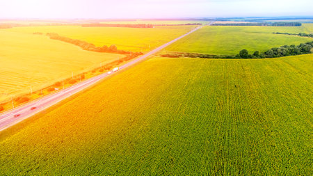 field road view from the top, sunflower field on aの写真素材