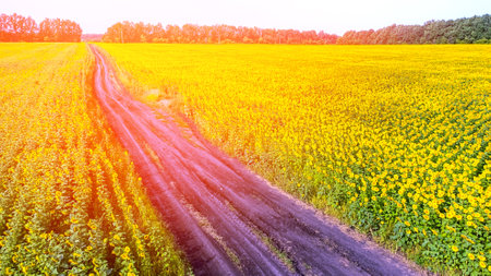 field road view from the top, sunflower field on aの写真素材