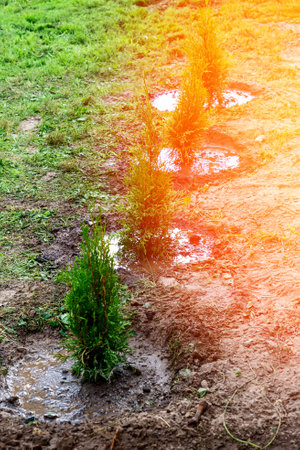 thuja tree, planting a coniferous tree in theの写真素材