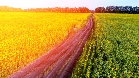 field road view from the top, sunflower field on aの写真素材