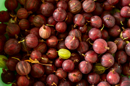 gooseberries in a bowl on the grass, redの写真素材