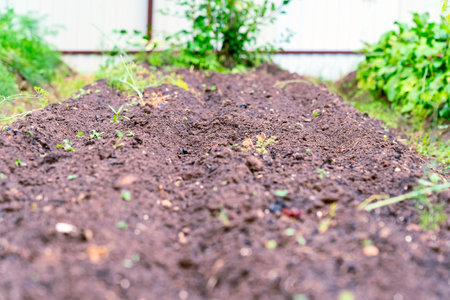 A bed prepared for planting plants close-upの写真素材