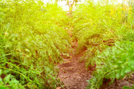 A bed prepared for planting plants close-upの写真素材