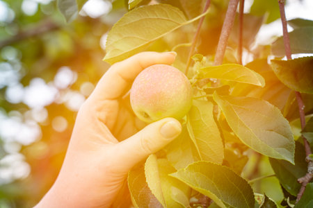 woman holding a ripe apple on a tree branch, sun glare. high quality photoの写真素材