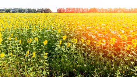 field road view from the top, sunflower field on a bright day after harvest. high quality photoの写真素材