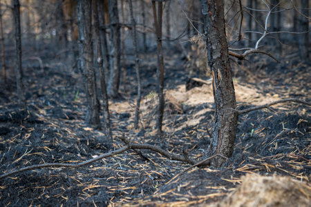 forest after the fire, young coniferous forest burned, remains of coniferous trees after a strong...