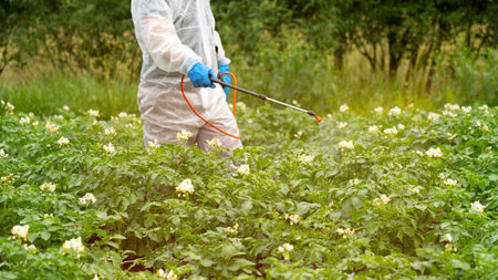 treatment of potato plants from pests, wireworm and Colorado potato beetle, crop protection with a high-pressure sprayer, a close-up sprayer. Use chemicals in agriculture. Crop processingの写真素材