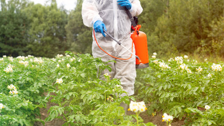 treatment of potato plants from pestsの写真素材
