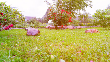 Green lawn in front of house with red rose bush on background, blank for design, copy space.の写真素材