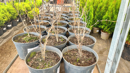 Moscow March 15 2024, A row of potted plants with the soil and roots visible. The plants are in various sizes and shapes, and they are all lined up on a shelfのeditorial素材