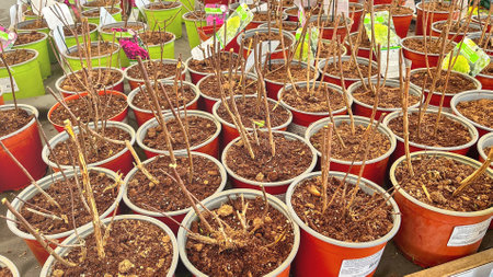 Moscow March 15 2024, A row of potted plants sit on a table. The plants are in various sizes and colors, and they are all in different stages of growth. Concept of abundance and variety, as well as the potential for growthのeditorial素材