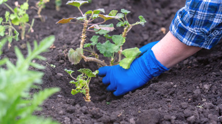 A person is planting a plant in the dirt. The gloves they are wearing are blue. The gloves are...