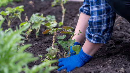 A person is planting a plant in a garden. The person is wearing blue gloves and is bending over to...
