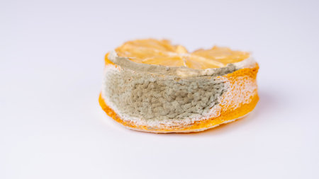 The lemon is covered with mold. A spoiled lemon with a big mold. High quality photoの写真素材