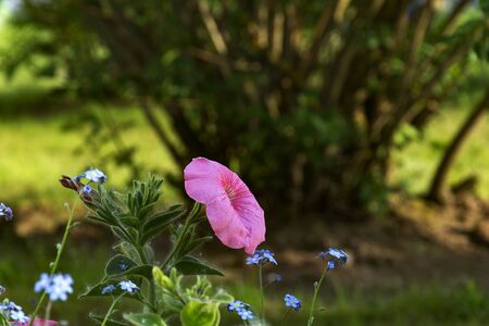 Pink petunia growing in the flowerbedの写真素材