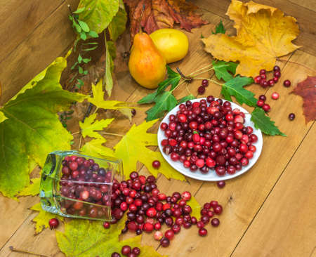 Still-life with cranberries, pears and autumn leavesの写真素材