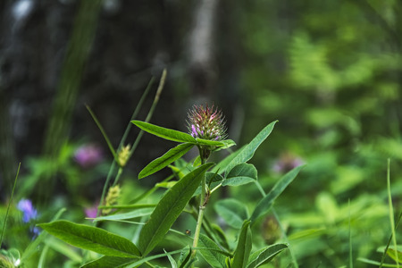 Close-up of a white and pink clover flowerの写真素材