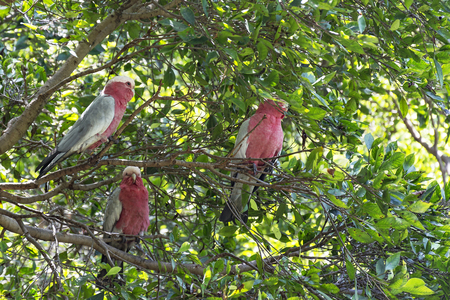 Three parrot with a white-red color of sitting among the tree branchesの写真素材
