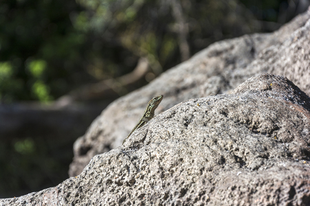 Small lizard crawling carefully over a large stoneの写真素材