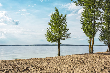 Several trees grow on the sandy beach of the sea shoreの写真素材