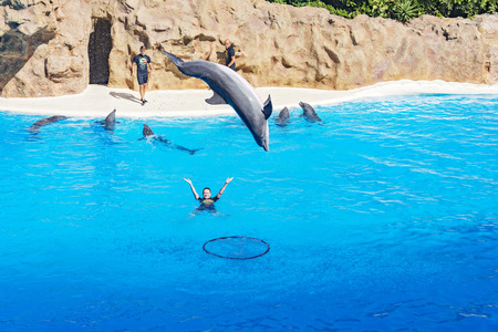 Spain, Tenerife - 09.13.2016: Dolphin show in the Loro Parque (Loro Parque), a dolphin jumping out of the water and jumping into a hoop on the waterのeditorial素材
