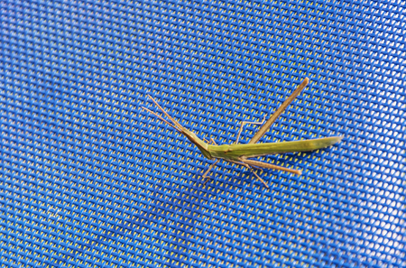 On the blue mesh surface there is an orthopteran insect Tettigonioideaの写真素材