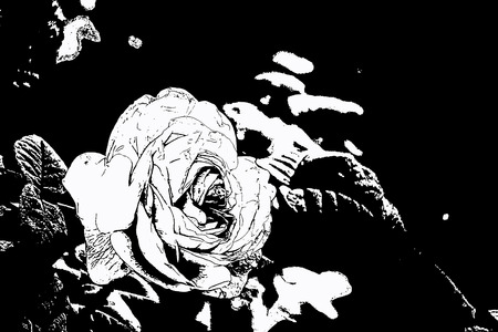 Contour image of a rose flower in black and white colorの写真素材