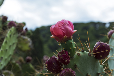 The blossoming pink flower of a broad-leaved perennial cactus plantの写真素材