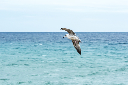 The flight of the seagull with its wings spread out against the background of the sea sideの写真素材