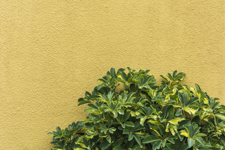 Green and yellow sheets of the prompter's plant against the background of the yellow wall. Combined background.の写真素材