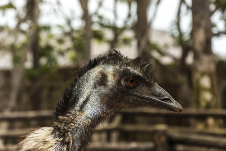 Ostrich. Wildlife. Ostrich head on blurred background, close-upの写真素材