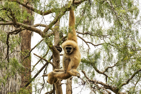 Wild nature. A wild monkey hangs on a tree branch.