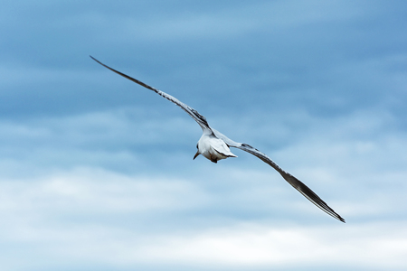 Wild nature. Seagull in flight with spread wingsの写真素材
