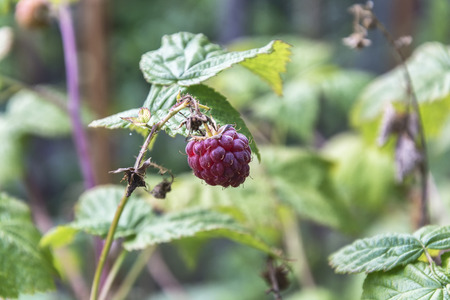 On a blurred background ripe raspberry berry on a green branchの写真素材