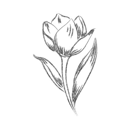 Vector pencil drawing of a flower with leaves isolated on a white background for a nature themed design.のイラスト素材