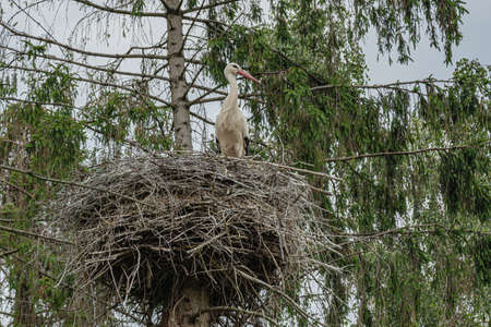Stork nest on the trunk of a pine tree. Stock photoの写真素材
