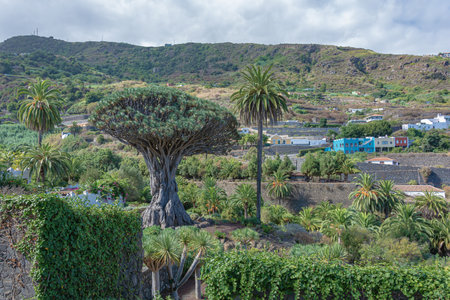 Dragon tree. Green landscape with mountains in the background. Stock photo