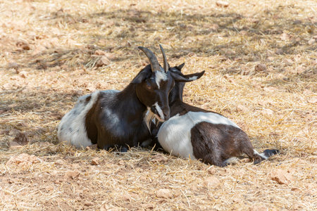 Two goats lie on the yellow grass. Color stock photoの写真素材